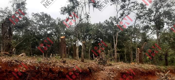 Denuncian grave daño ecológico por tala ilegal