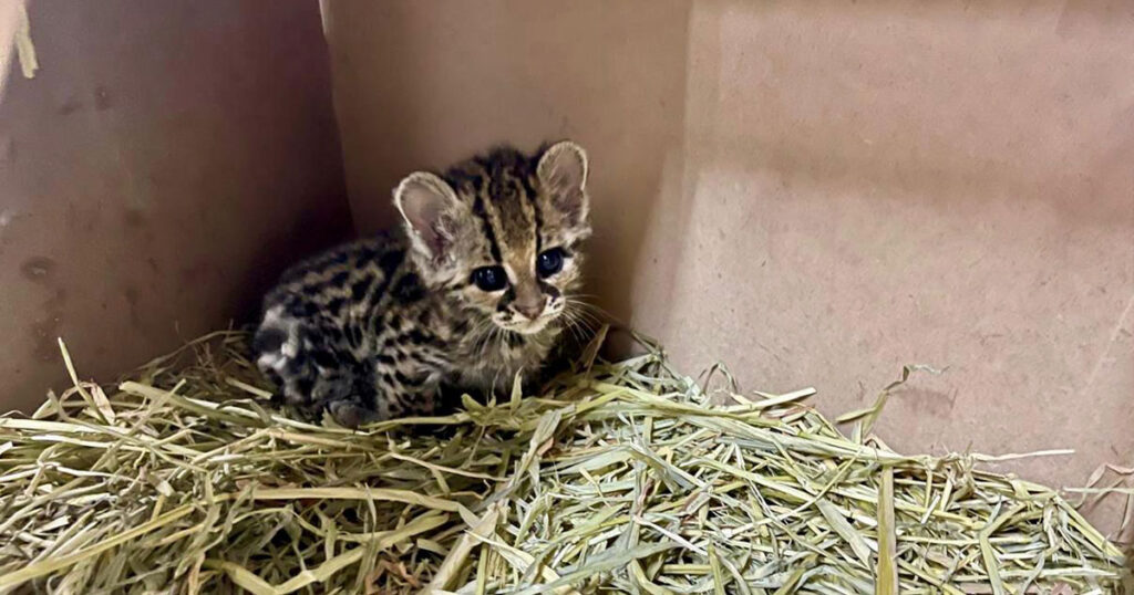 Continúa en observación un tigrillo en la Unidad de Rehabilitación de la Fauna Silvestre en Pachuca