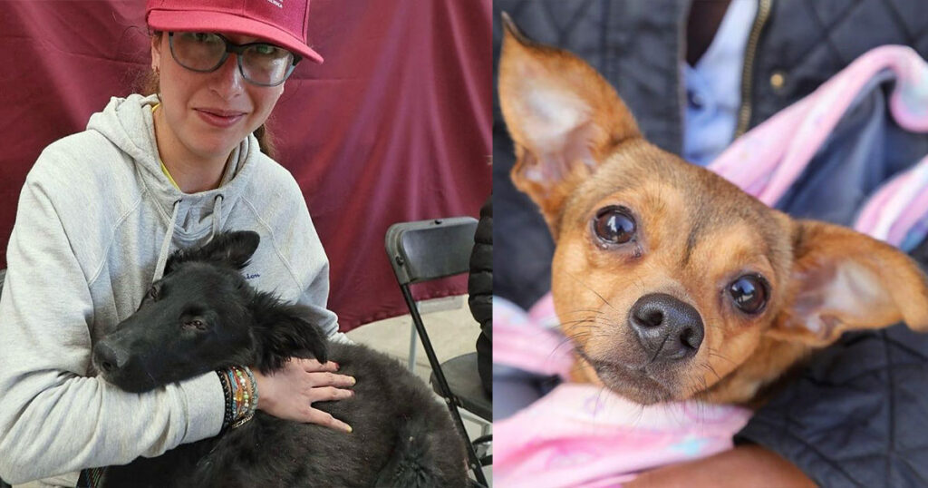Nueva jornada de esterilización para caninos y felinos en la Capital de la Transformación