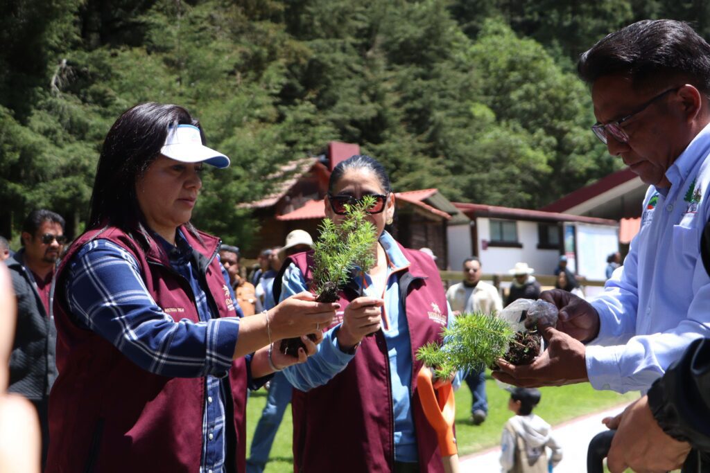 Inicia la restauración del Parque Nacional El Chico, tras plaga forestal
