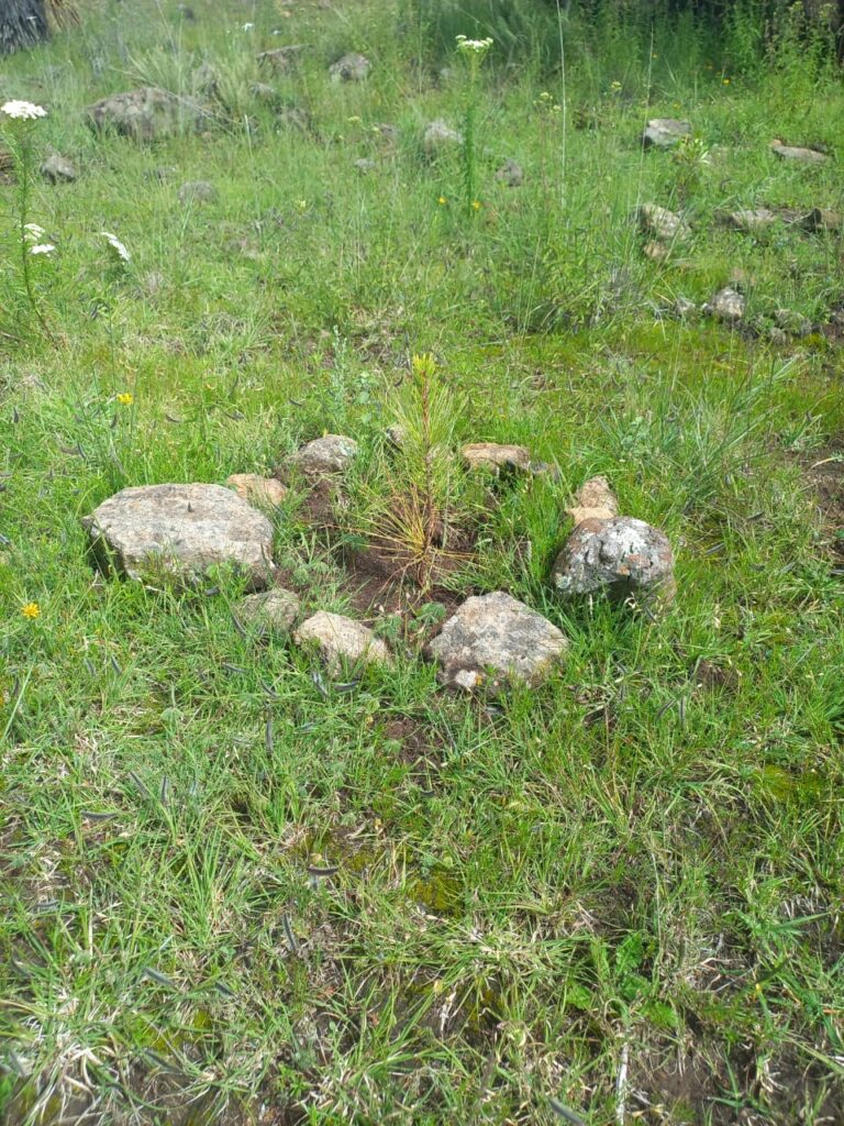 Reporta Semarnath 99% de supervivencia en reforestación del ANP Cerros La Paila – El Xihuingo