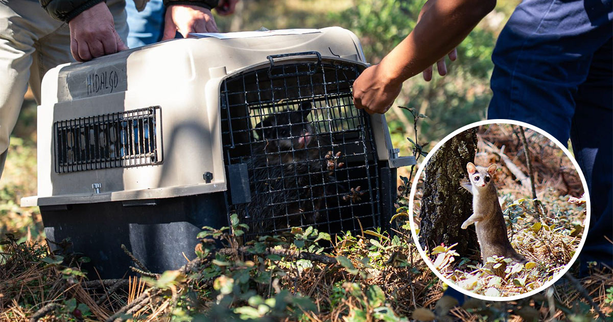 Pachuca libera fauna silvestre en “Las Navajas”