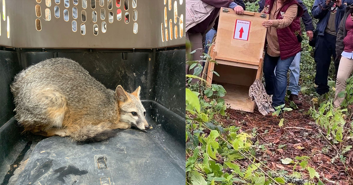 Pachuca lidera liberación de tigrillo y zorras grises en Parque Nacional Los Mármoles
