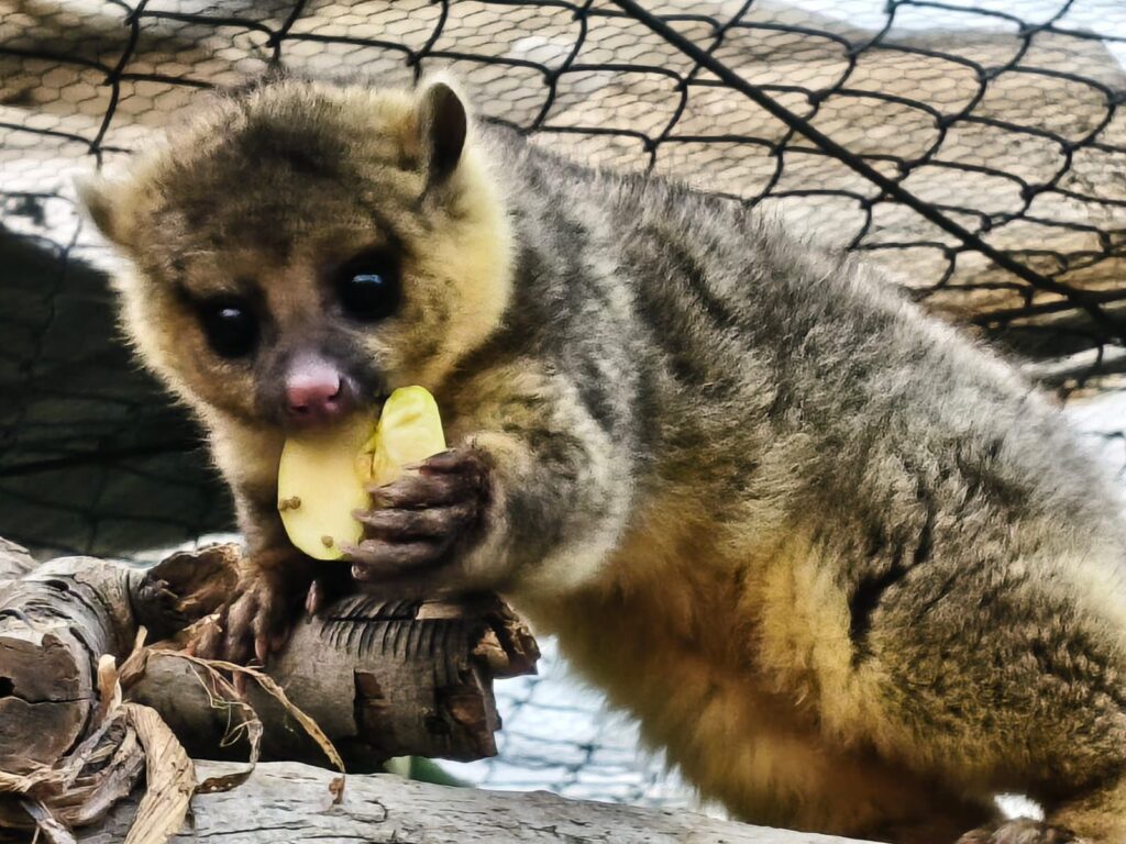 Cuidar la vida silvestre: la historia de Tena y la conservación en Pachuca