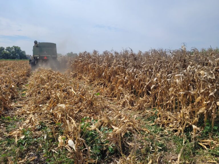 Ensayo de campo de maíz en Mixquiahuala fortalece la productividad agrícola en Hidalgo
