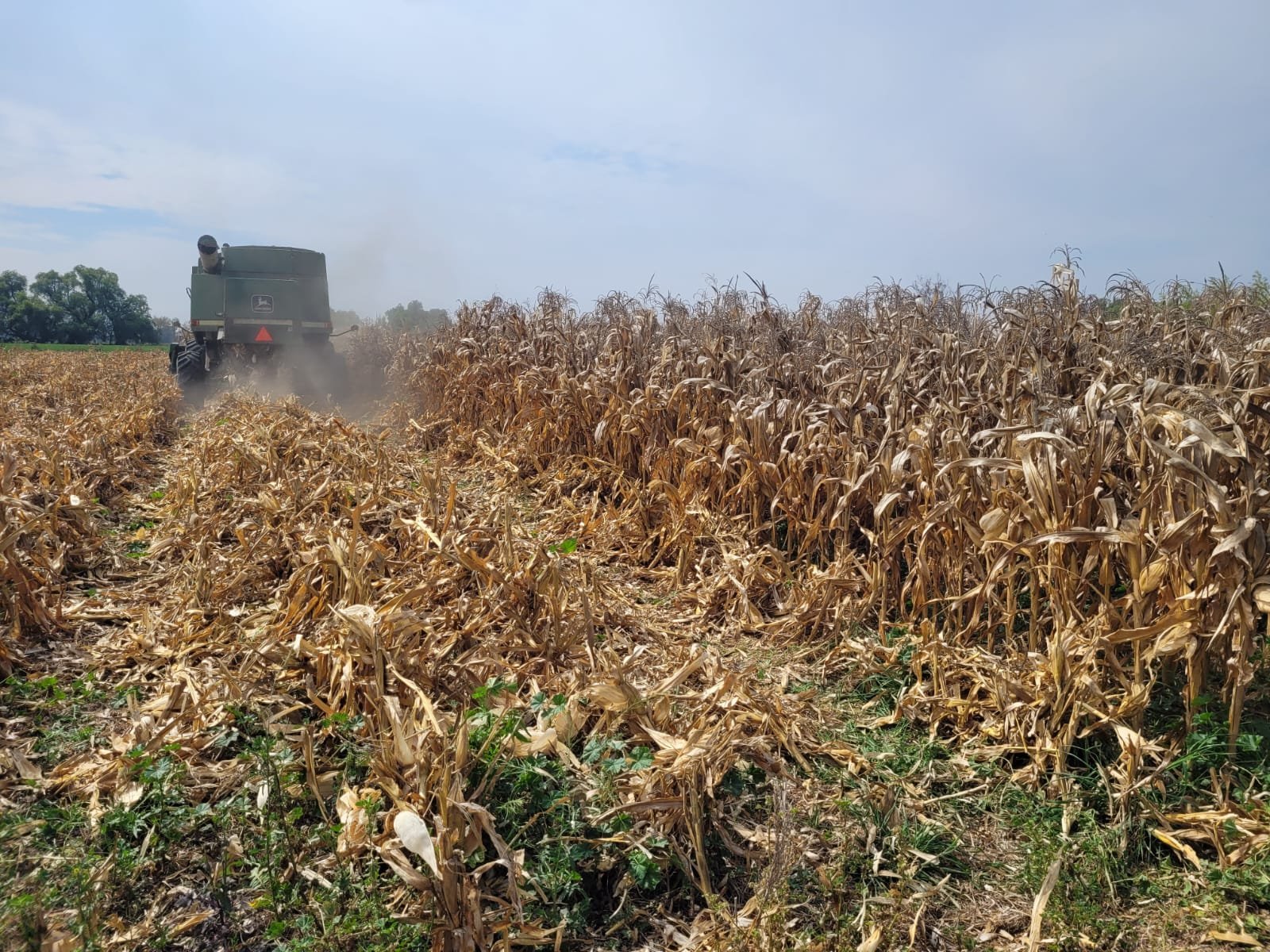 Ensayo de campo de maíz en Mixquiahuala fortalece la productividad y calidad del grano hidalguense