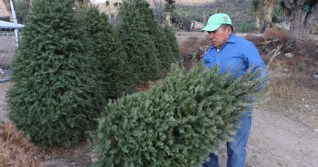 Hidalgo impulsa el reciclaje responsable de árboles de Navidad para proteger el medio ambiente