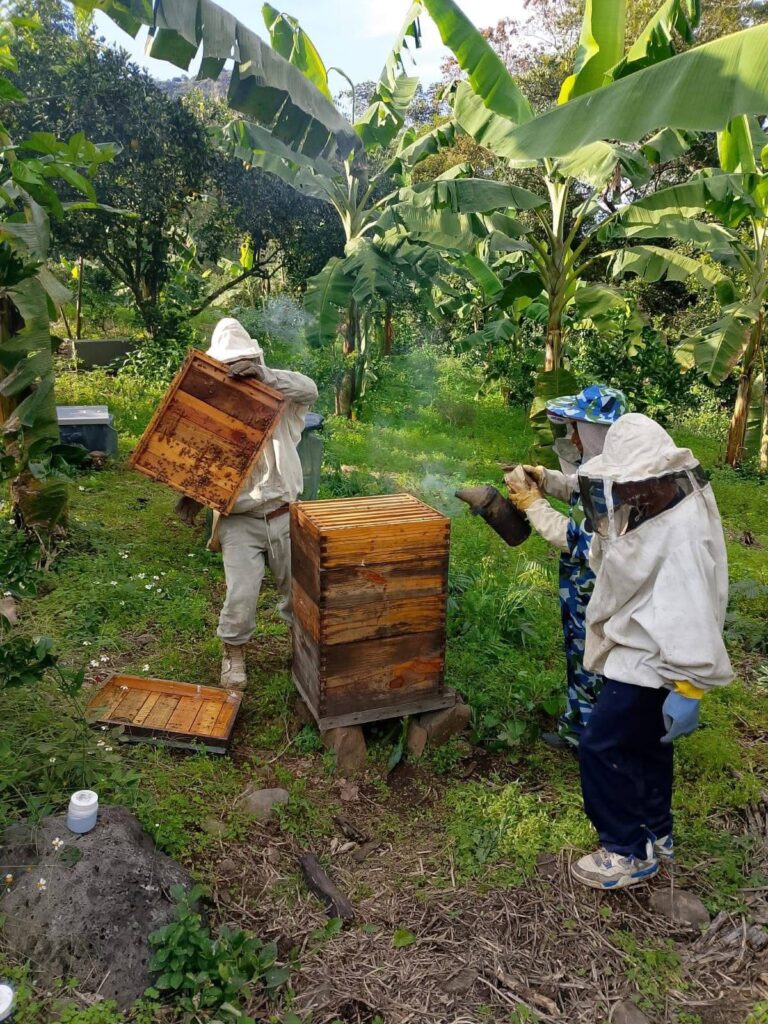 Productores apícolas de Yahualica reciben atención para control del parásito varroa