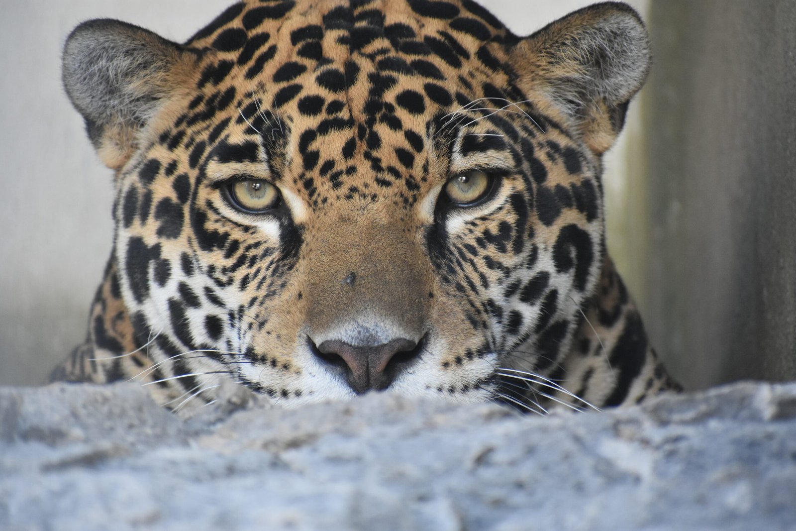 CON SENTIDO DE PERTENENCIA, HIDALGO AVANZA EN LA CONSERVACIÓN DEL JAGUAR