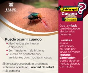 Gusano barrenador 4A