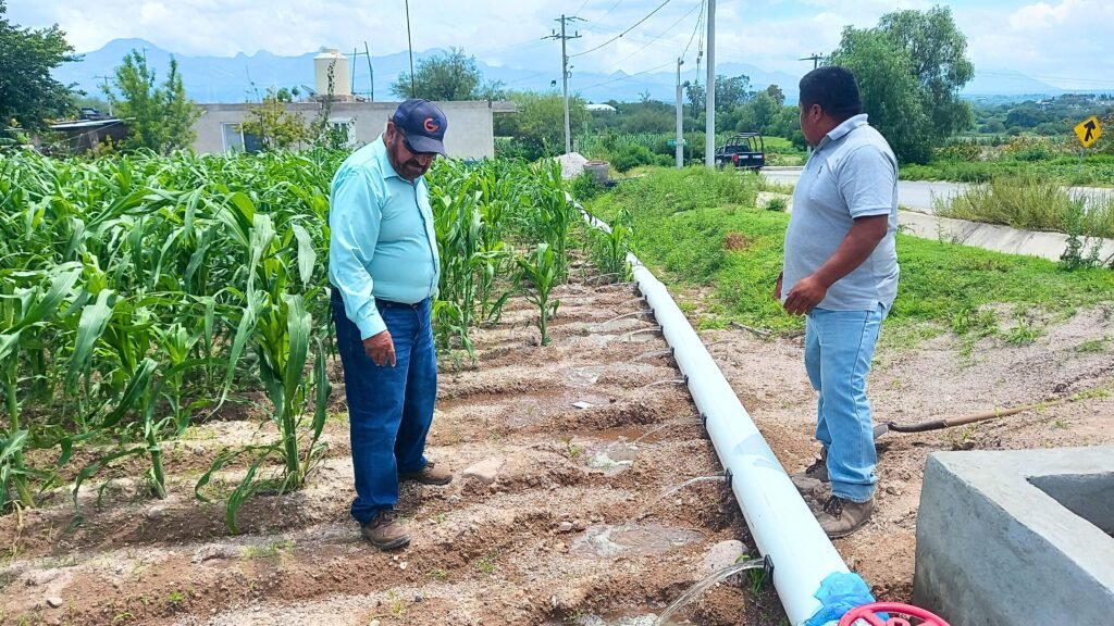 Hidalgo tecnifica el riego en Ixmiquilpan: 10 kilómetros de tubería para ahorrar hasta 40% del agua en el campo