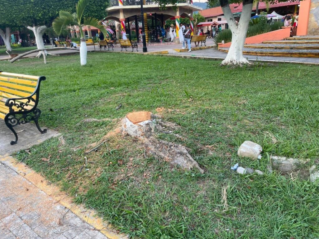 Talan varios árboles en el centro de Atlapexco