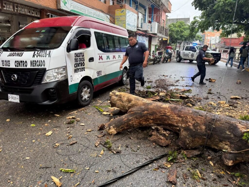 Enorme rama colapsa y daña urvan colectiva en la avenida Nuevo León